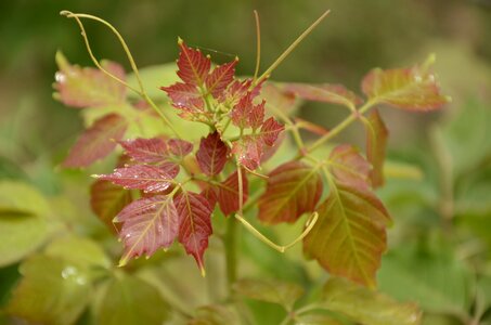 Buds shroud ariú