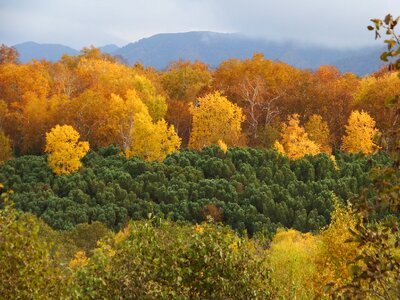 Golden autumn listopad trees photo