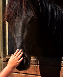 Love for animals tame love
