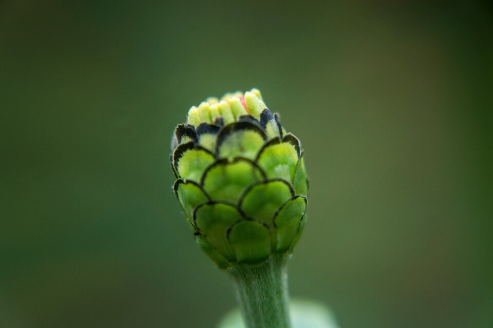 Garden fruits flowers