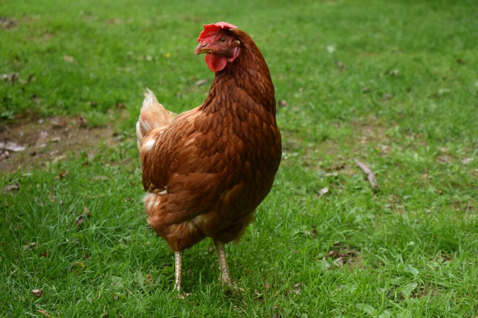 Bird hen agriculture photo