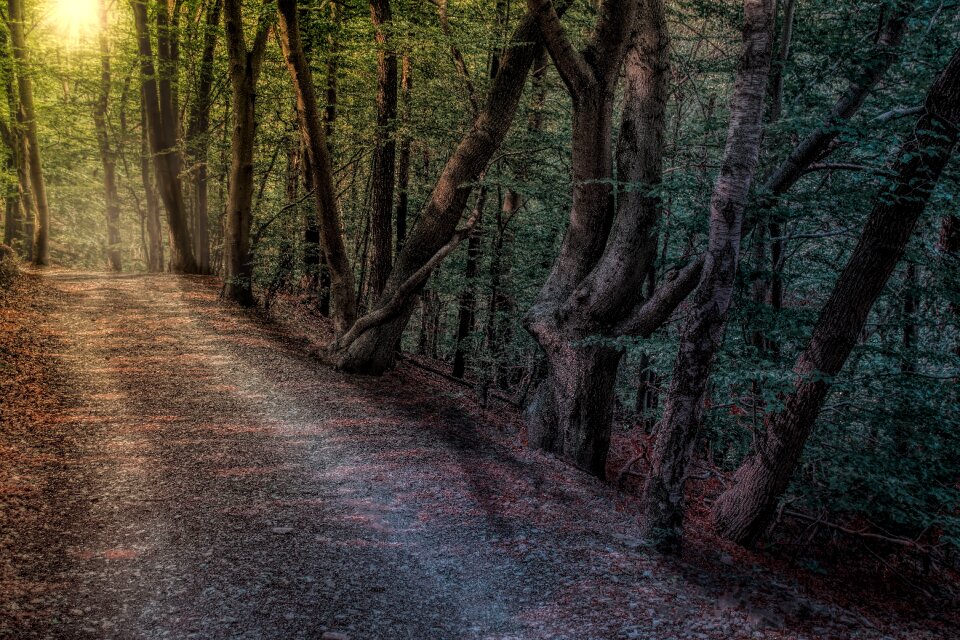 Mood hike trees photo