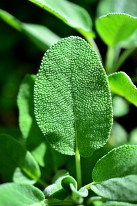 Medicinal plant health tea herbs photo