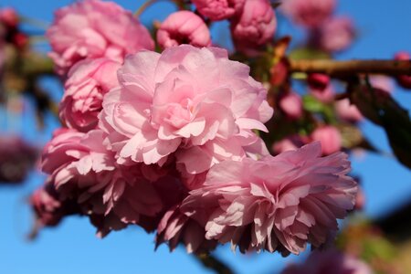 Season pink springtime photo