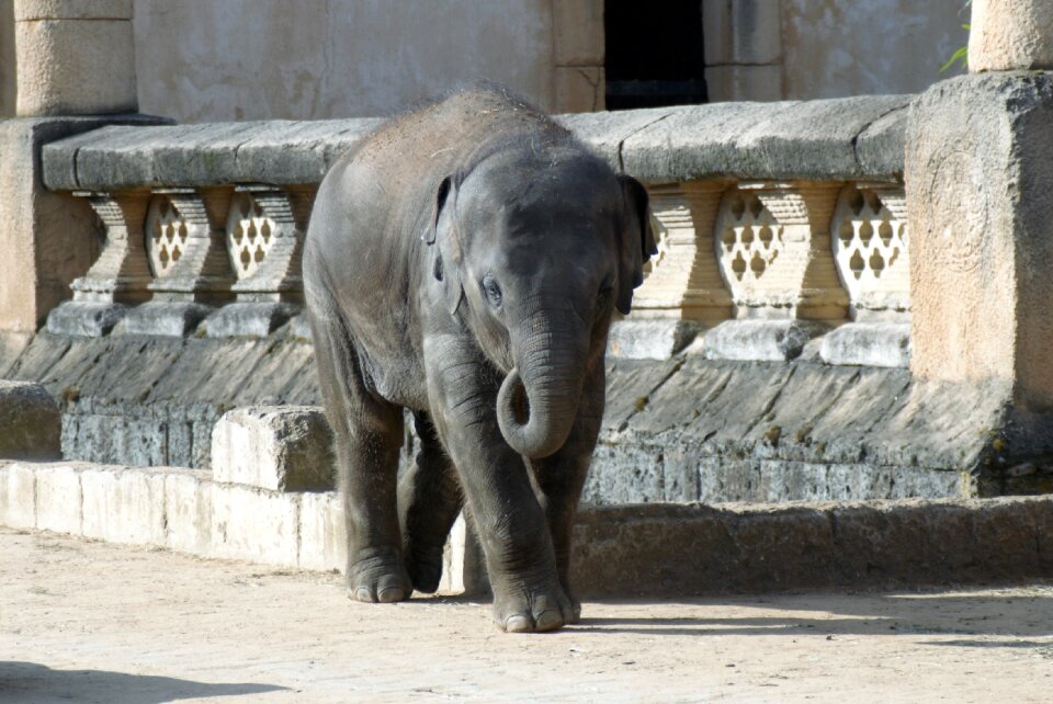 Elephant zoo young elephant