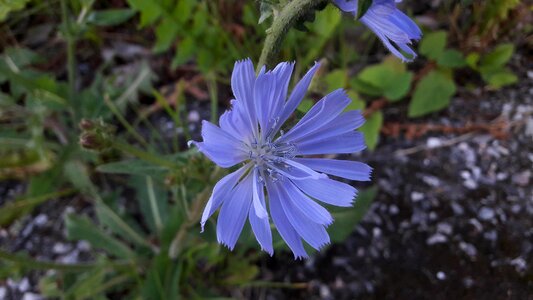Summer nature flowers