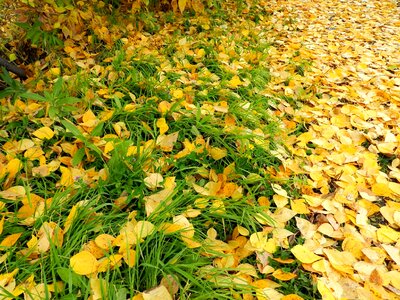 Colorful leaves yellow leaves nature