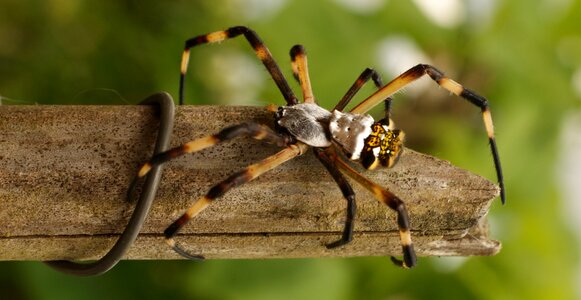Spider nature armenia