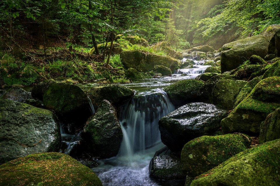 River moss nature