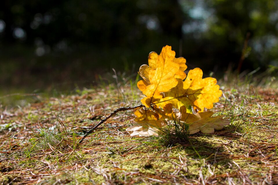 Yellow branch fall colors