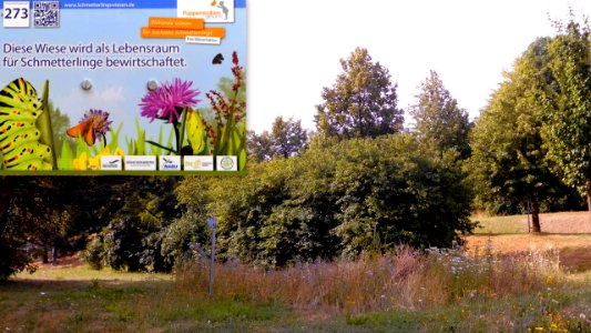 2019 Freital Blumenwiese 2