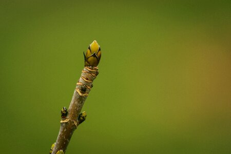 Plant of course branch
