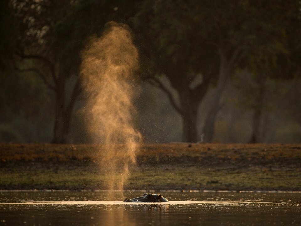 Wildlife snort brown animals