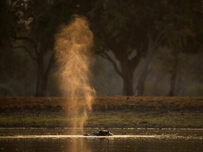 Wildlife snort brown animals