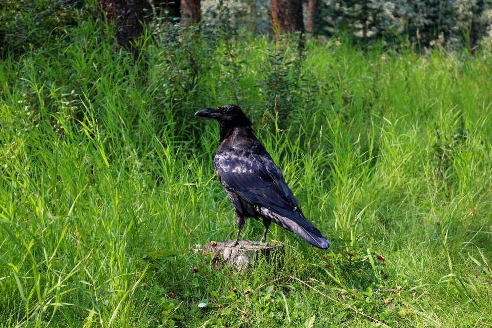 2018-08-19 Common raven (Corvus corax) in Jasper National Park 0735