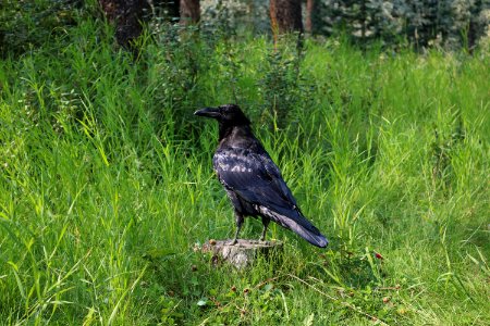 2018-08-19 Common raven (Corvus corax) in Jasper National Park 0735 photo