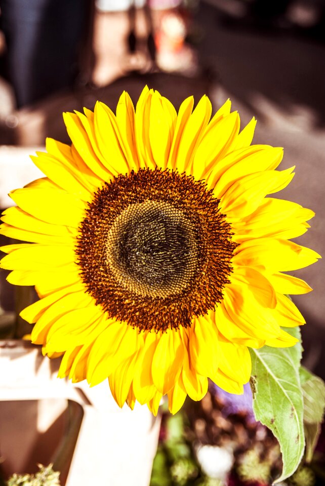 Summer sunflower autumn