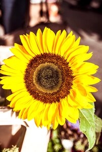 Summer sunflower autumn