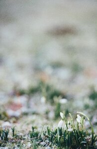 Plants blur leaves