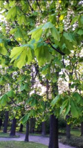 20190430 182759 Park Kilinskiego in Lodz
