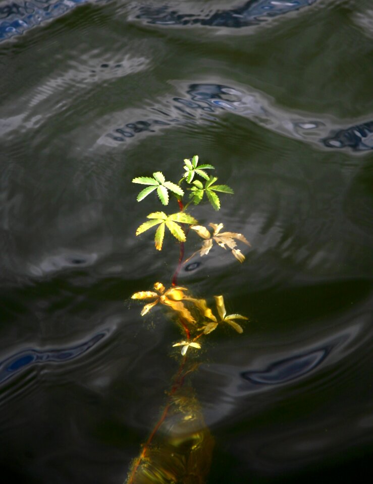 Water floating leaves body of water