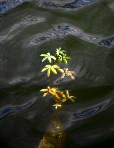 Water floating leaves body of water