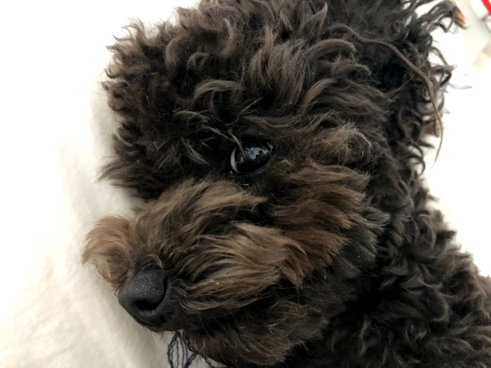 2021-03-05 22.26.46 poodle ggomi