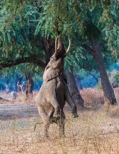 Mammal animal elephant standing photo