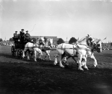 30 ste Nationale trekpaarden tentoonstelling in Den Bosch, Bestanddeelnr 914-3146