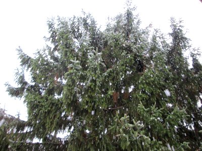 20171201Wintereinbruch Hockenheim3