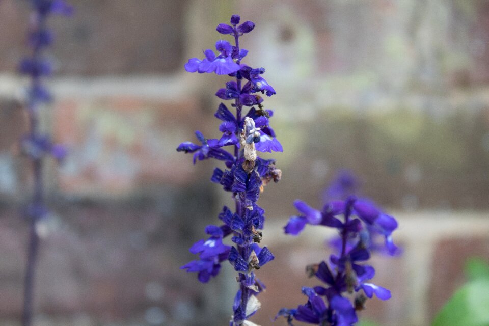 Summer perfume natural