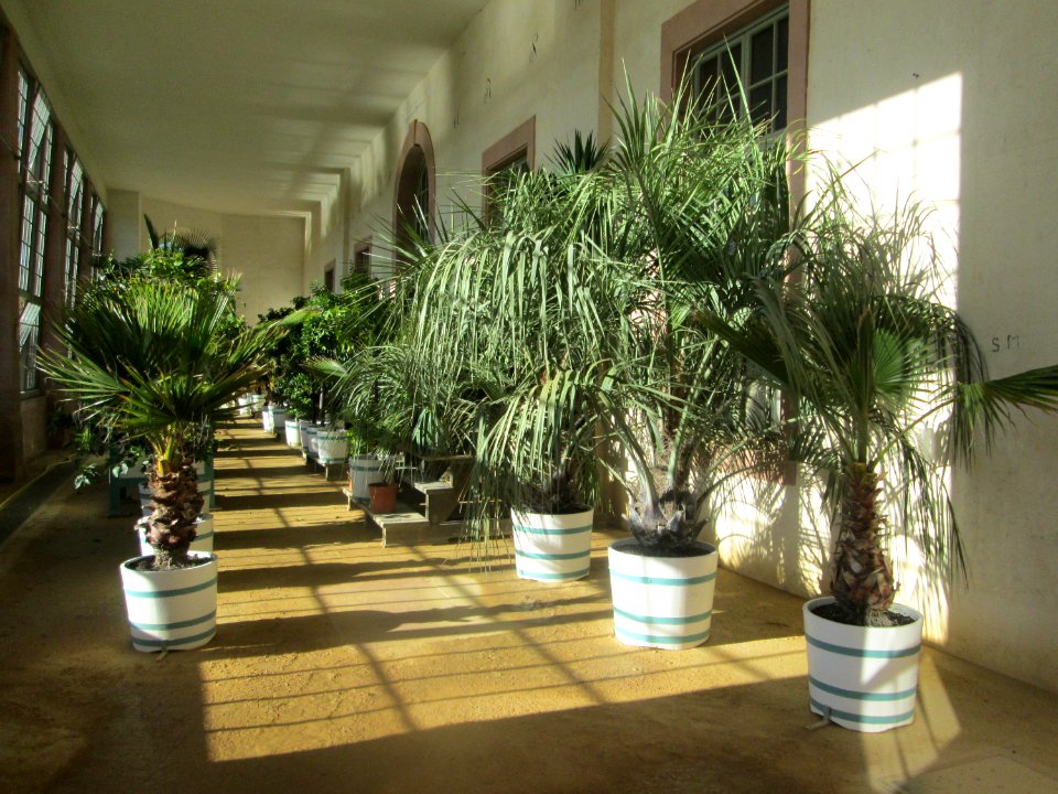 20181111Orangerie Schwetzingen2