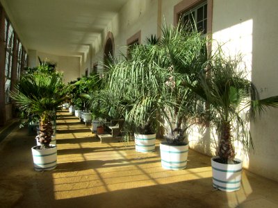 20181111Orangerie Schwetzingen2