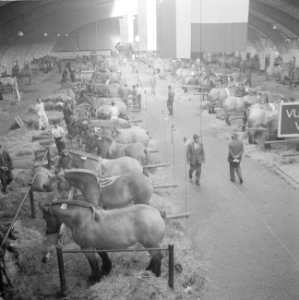 30 ste Nationale tentoonstelling voor trekpaarden in Den Bosch, Bestanddeelnr 914-3116
