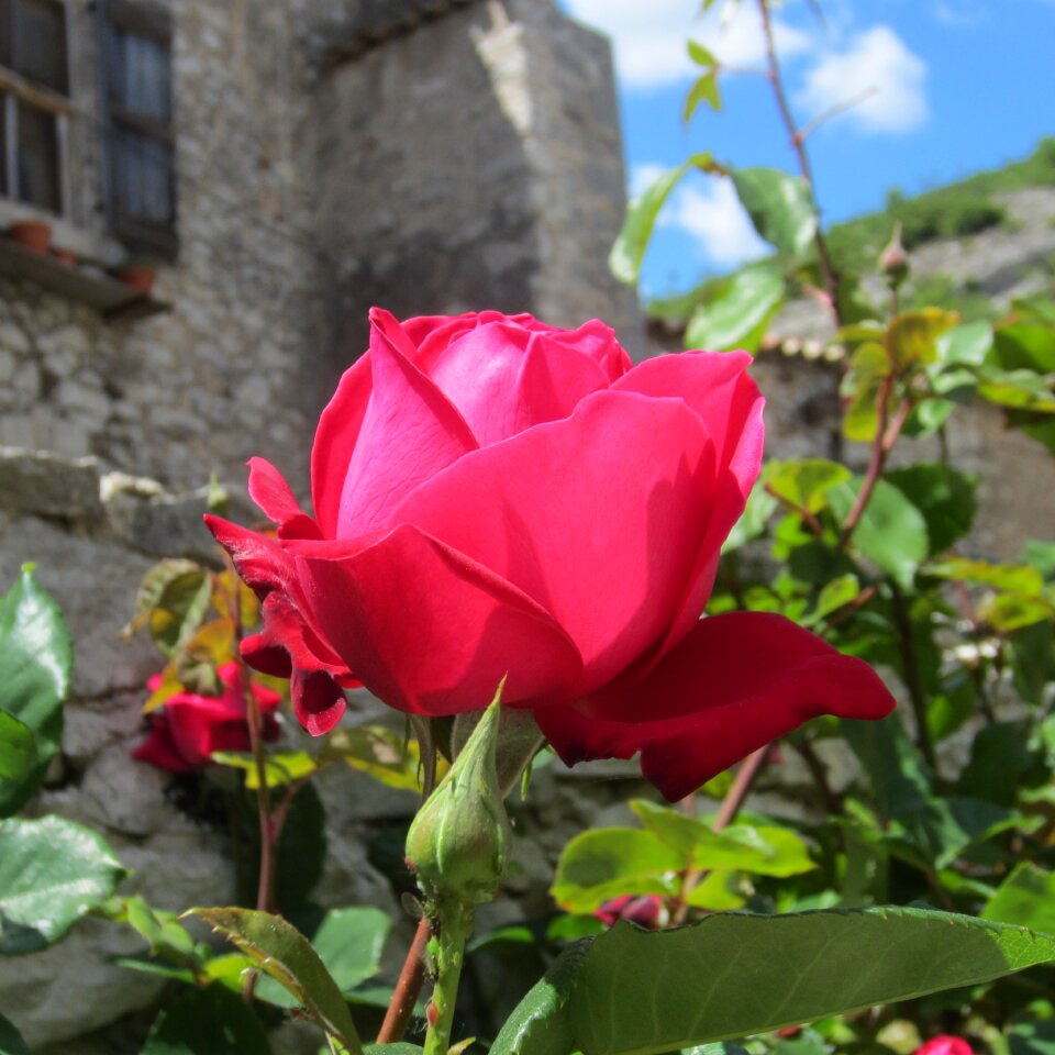 France rose mediterranean