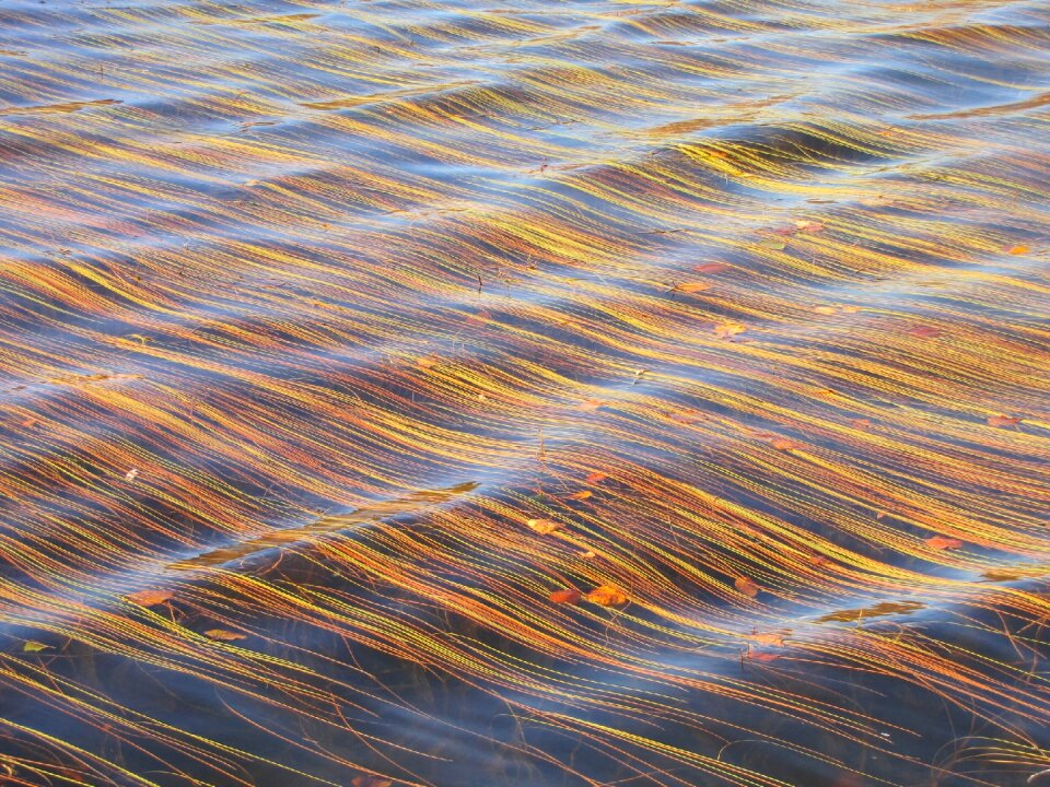 Water floating leaves body of water