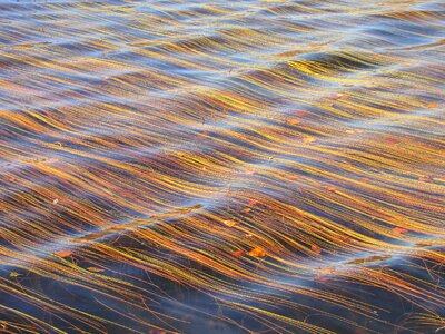 Water floating leaves body of water