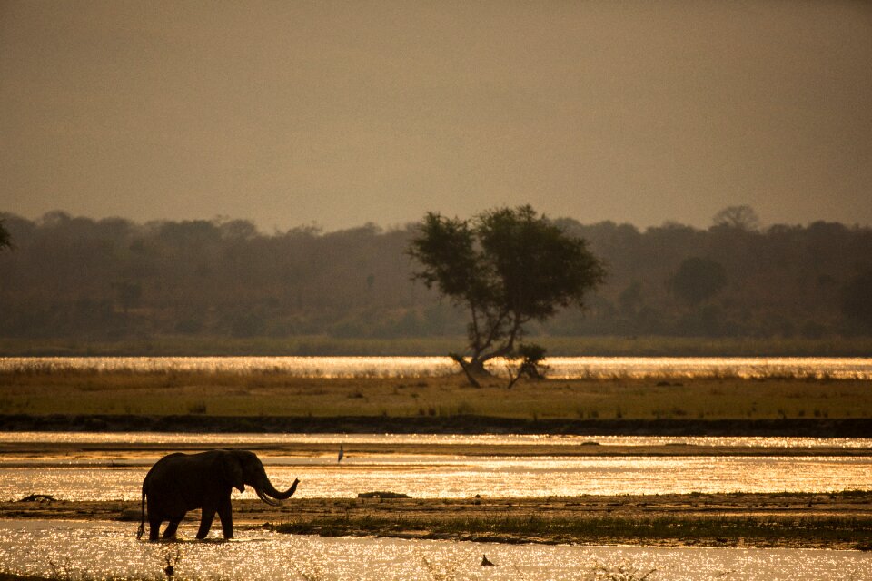 Wildlife animal nature