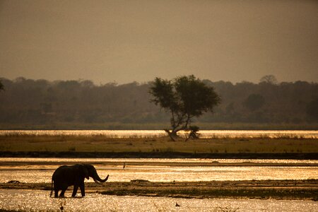 Wildlife animal nature photo