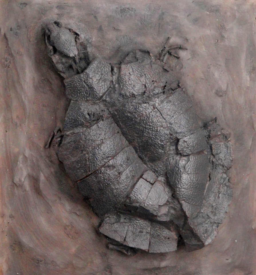 Allaeochelys crassesculptata - Naturmuseum Freiburg - DSC06737