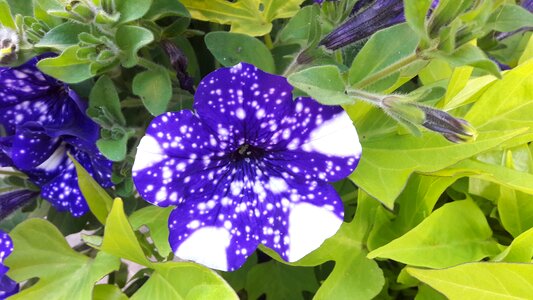Plant blue vitprickig photo