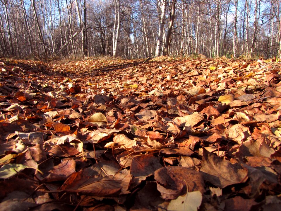 Listopad forest road