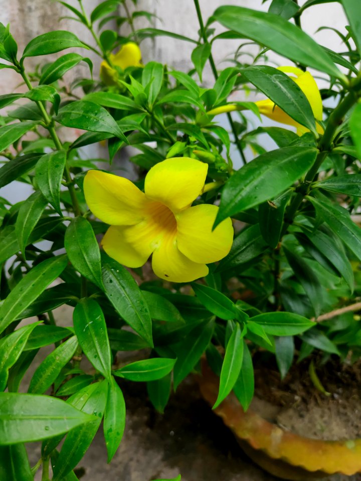 Allamanda cathartica, commonly called golden trumpet