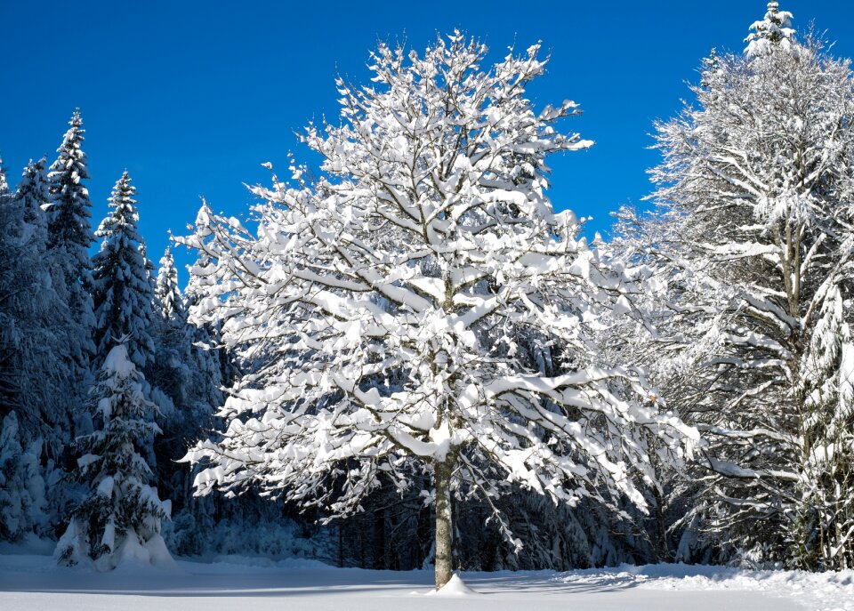 Young tree snowy wintry