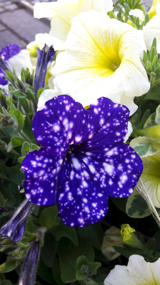 Plant blue vitprickig