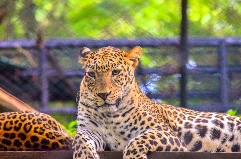 Animal wildlife nature