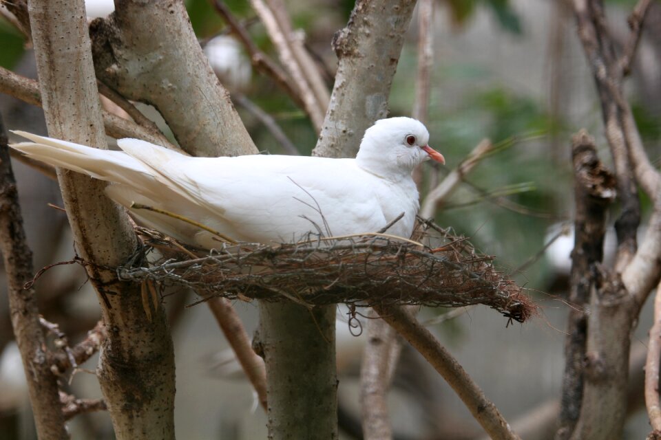 Wings animal white