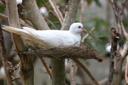 Wings animal white photo