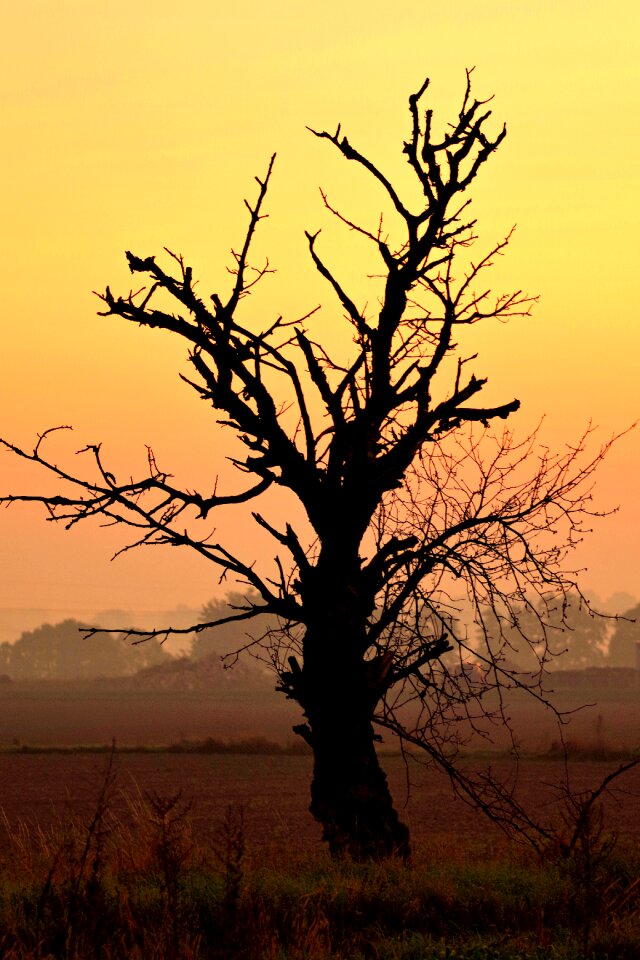 Sky yellow sunrise