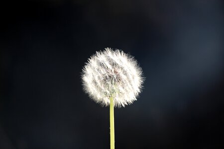 Dandelion fluff Free photos